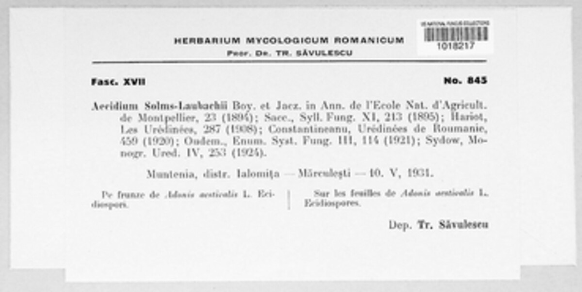Aecidium solms-laubachii image